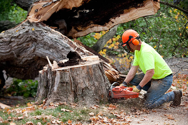 Reliable Cumberland, WI  Tree Services Solutions